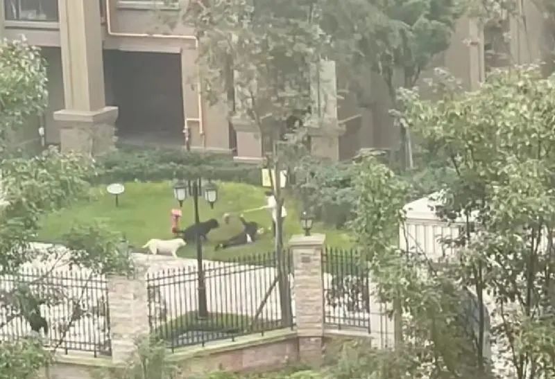 » 14. 四川崇州两只狗扑倒撕咬两岁女孩：女孩伤情稳定，警方正全力寻狗10月16日，四川崇州一小区两只狗扑倒并撕咬2岁女孩，女孩受伤严重，引发关注