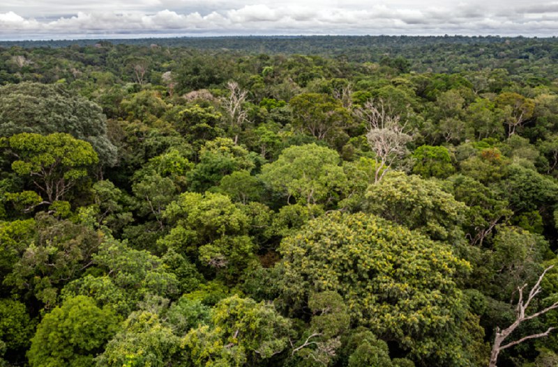 » 12、亚马孙地区近40年失去10%植被，其损失面积相当于美得克萨斯州大小 “亚马孙地理社会环境信息网”数据显示，从1985年到2021年，亚马孙森林的砍伐面积从49万平方公里激增至125万平方公里