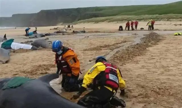 » 16. 数十头领航鲸在英国集体搁浅后死亡当地时间7月16日，50多头领航鲸在英国苏格兰刘易斯岛一处海滩集体搁浅，救援人员抵达事发海滩后尝试让10余头幸存的领航鲸重新入海，但未能成功