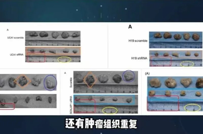 » 4、“耿同学”再曝光中山大学徐瑞华院士团队在“论文工厂”买造假论文7月14日，自媒体科学博主“耿同学讲故事”在社交平台发布视频，指中国工程院院士徐瑞华相关团队论文存在图片复用情况，且不仅单篇论文内复用，还出现跨时间线论文图片复用，疑似涉及论文工厂