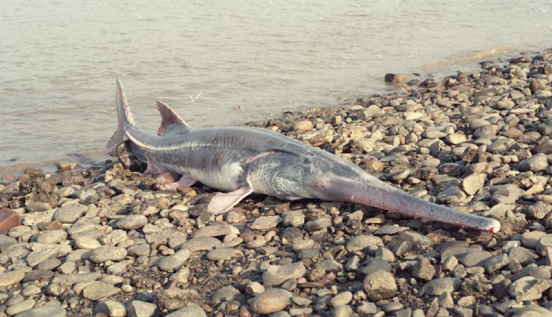 18. 长江白鲟被正式宣布灭绝世界自然保护联盟（IUCN）北京时间2022年7月21日更新濒危物种红色名录