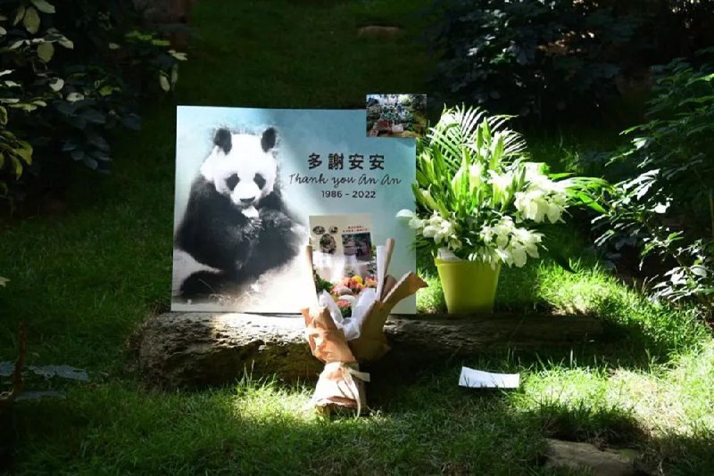 17. 大熊猫安安在香港安乐死，终年35岁等同人类105岁7月21日上午，赠港大熊猫安安在香港海洋公园离世