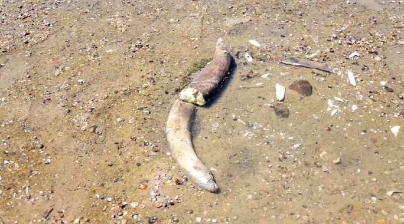 » 11、多瑙河保加利亚段水位剧烈下降  露出石器时代猛犸遗骸保加利亚北部近日传来消息
