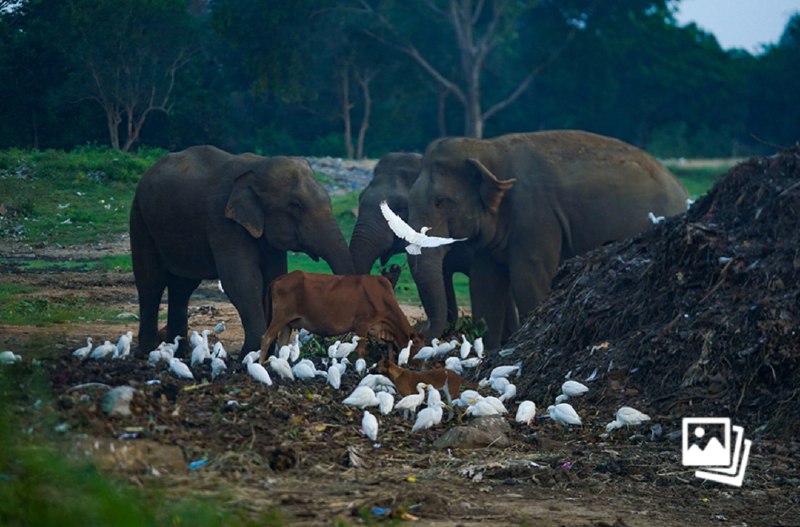 » 12、因大象等野生动物误食塑料中毒 斯里兰卡将禁用一次性塑料制品斯里兰卡是世界上大象死亡最多的国家