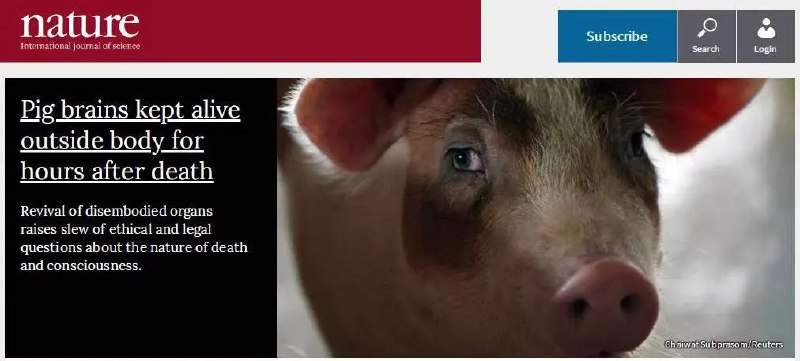 14. 死去活来？他们先是“复活”了猪脑，现在是全身其他重要器官2019年，耶鲁大学的内纳德·赛斯坦等人曾用再灌注手段成功地让猪脑“复活”了6小时